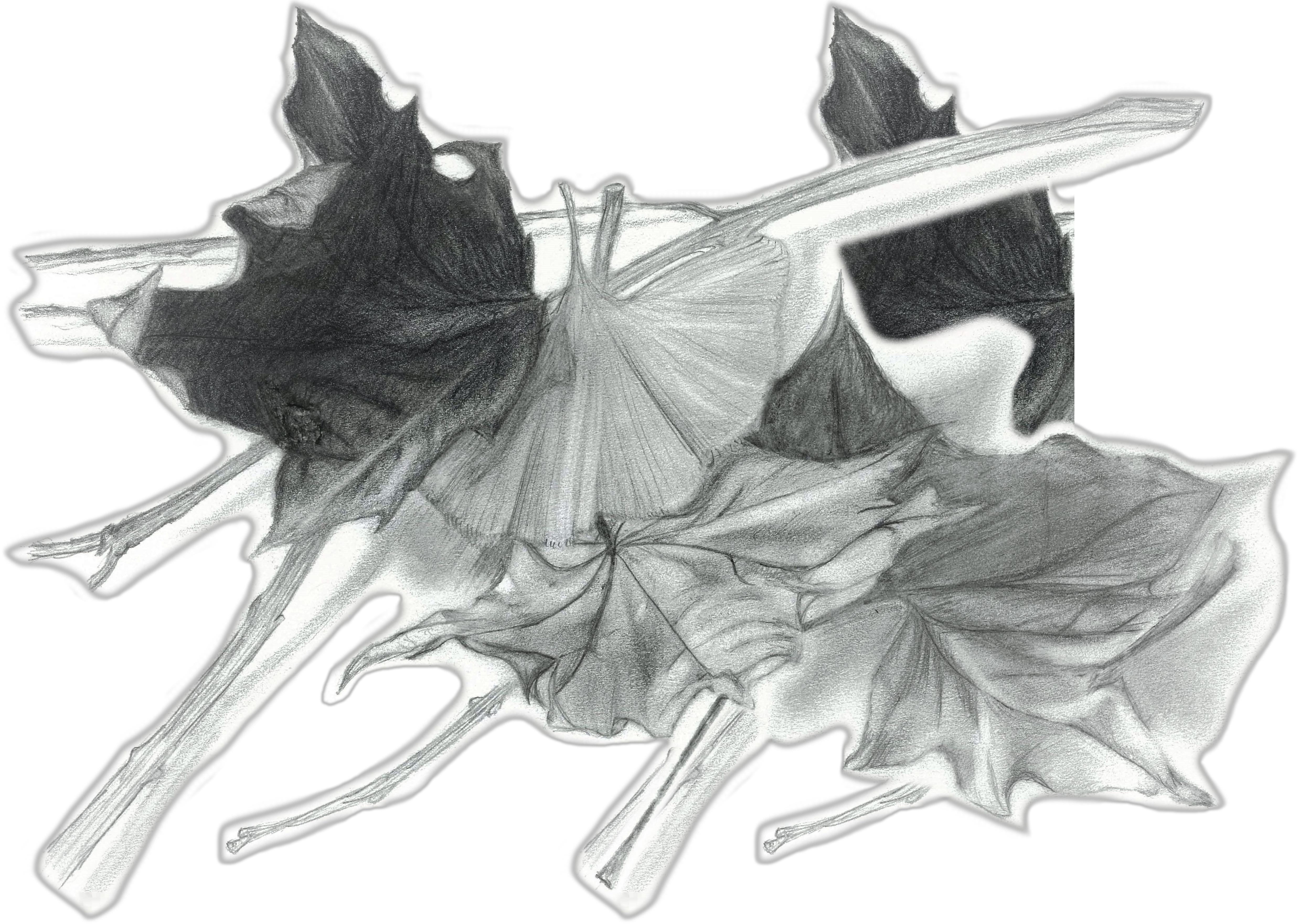 Graphite study of leaves from my backyard